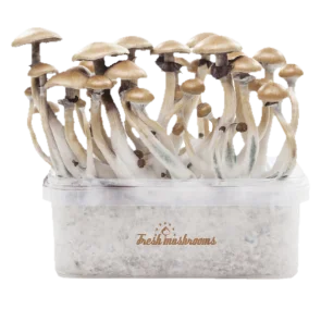 Magic mushroom grow kit Golden Teacher
