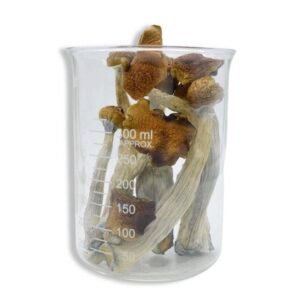 Blue Meanie Magic Mushrooms