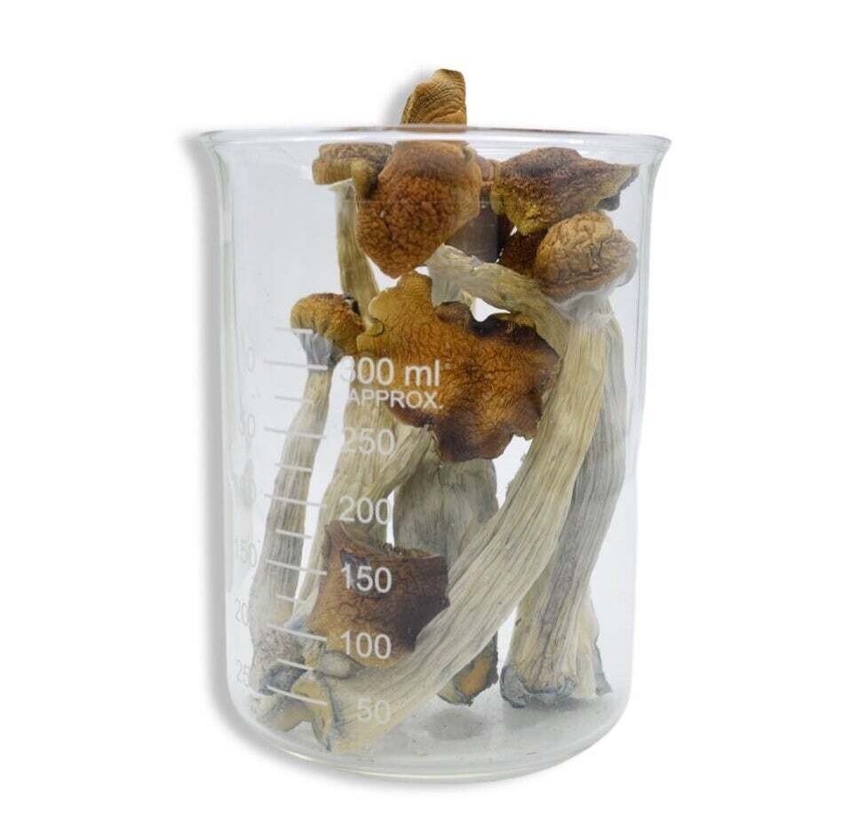 Blue Meanie Magic Mushrooms