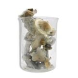 Albino Penis Envy Magic Mushrooms