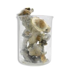 Albino Penis Envy Magic Mushrooms