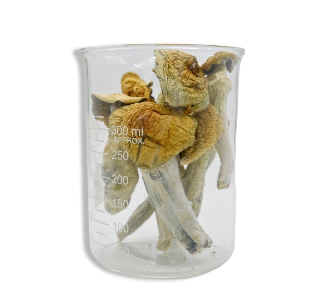 Penis Envy Magic Mushrooms