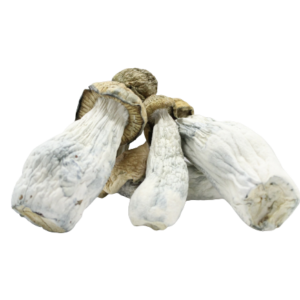 Goldmember Magic Mushrooms