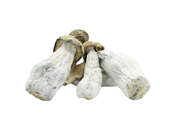 Goldmember Magic Mushrooms