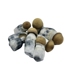 Lyophilized Goldmember Magic Mushrooms