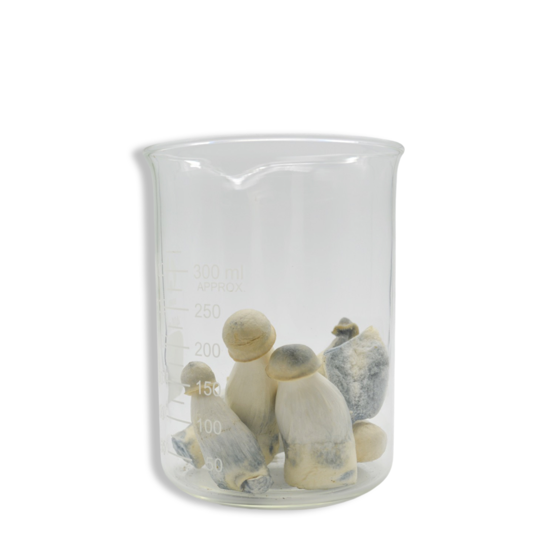 Lyophilized Albino Penis Envy Magic Mushrooms