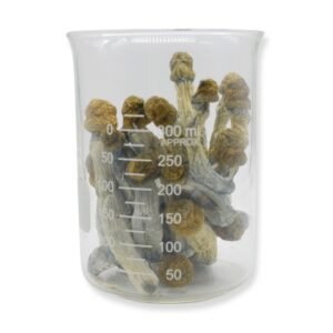 Blue Goba Magic Mushrooms