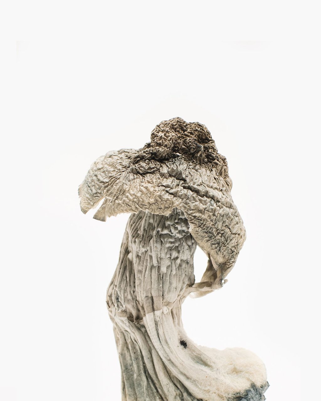 Buy Penis Envy Albino - Image 3