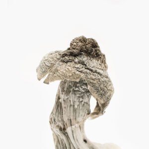 Buy Penis Envy Albino