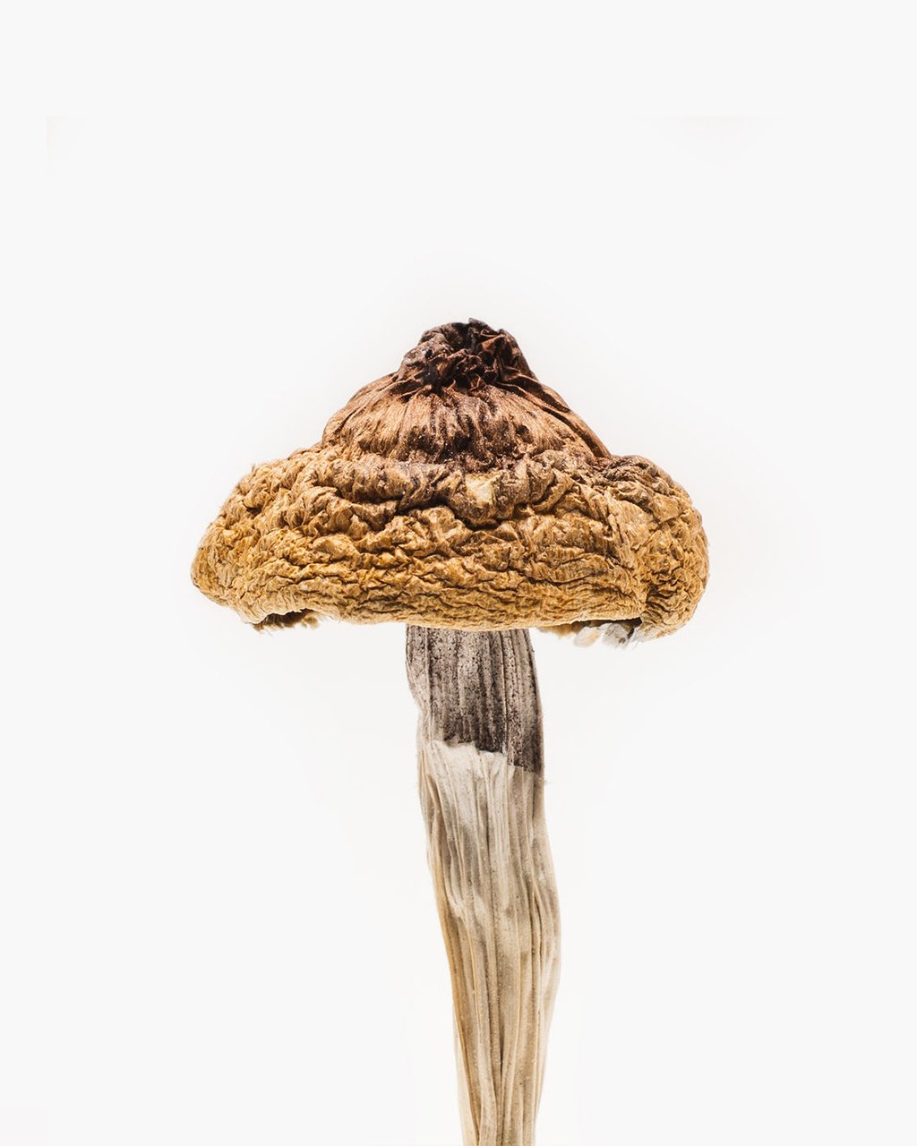 Buy Psilocybe Cyanescens