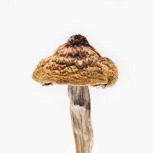 B+ Psilocybe Cubensis for sale