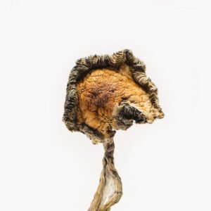 Blue Meanies Mushroom for Sale