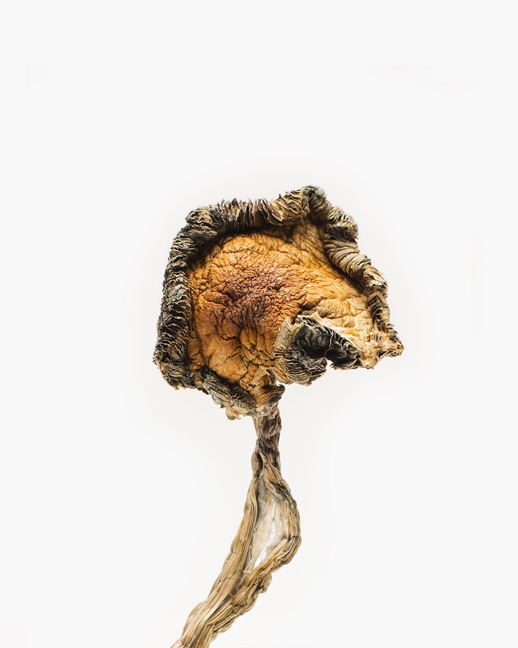 Blue Meanies Mushroom for Sale