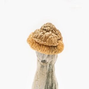 Penis Envy mushroom for sale