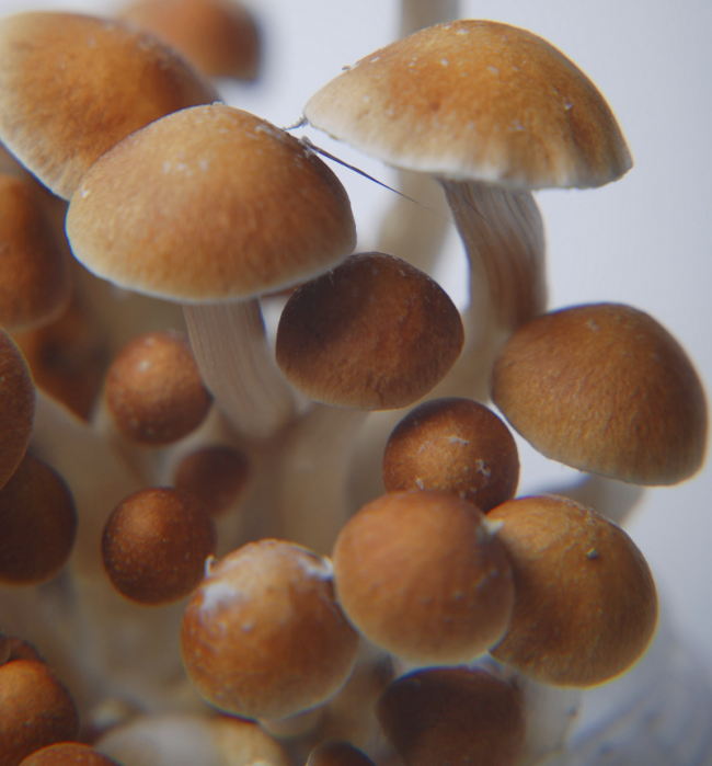 Magic Mushroom Grow Kit Colombia XP by FreshMushrooms® - Image 2