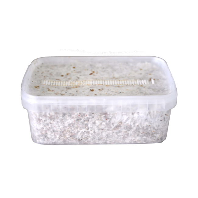 Magic Mushroom Grow Kit Amazon XP by FreshMushrooms® - Image 4