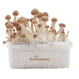 Magic Mushroom Grow Kit Amazon XP by FreshMushrooms®
