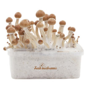 Magic Mushroom Grow Kit Amazon XP by FreshMushrooms®