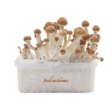 Magic mushroom grow kit Ecuador XP by FreshMushrooms®