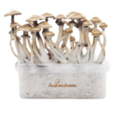Golden Teacher Magic Mushroom Grow Kit by Fresh Mushrooms