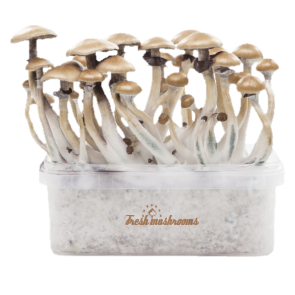 Magic mushroom grow kit Golden Teacher XP by Fresh Mushrooms®