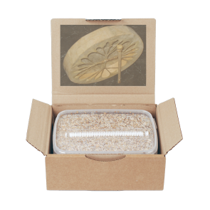 Magic Mushroom Grow Kit Golden Teacher by Mondo®