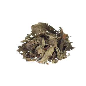 Chacruna Psychotria viridis