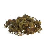 Klip Dagga | Leonotis nepetifolia - Herbs of the Gods