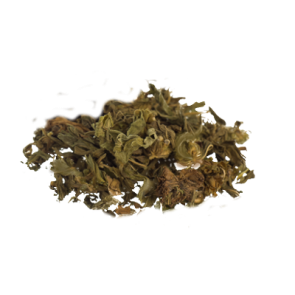 Klip Dagga | Leonotis nepetifolia - Herbs of the Gods