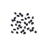 Peyote Cactus Grow Kit