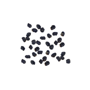 Buy Peyote Cactus Grow Kit