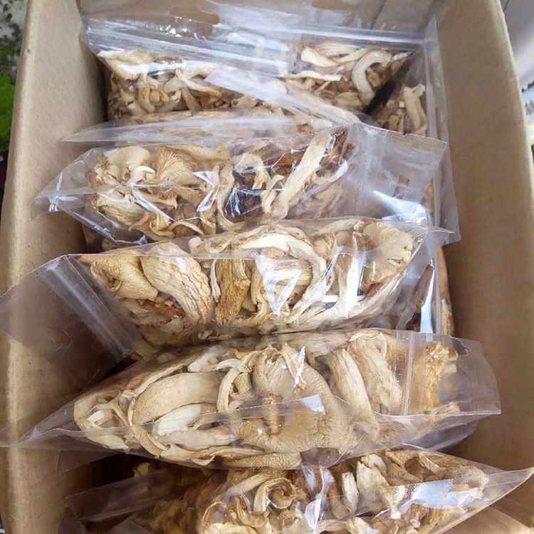 Buy Magic Mushroom - Image 2