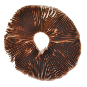 Red boy psilocybe cubensis pore print