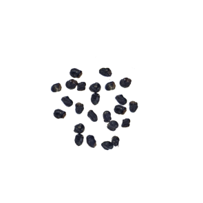 Grow your own San Pedro cactus!