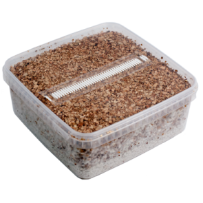 Magic Mushroom Grow Kit Golden Teacher XL by Mondo®