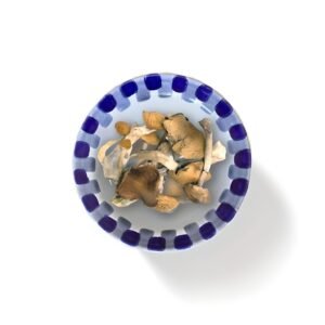 Malabar Magic Mushroom (Psilocybe Cubensis Malabar)